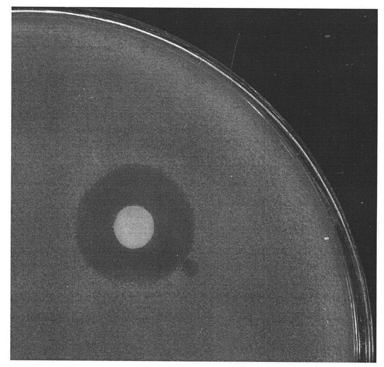 Bacillus simplex RJGP41 and application thereof