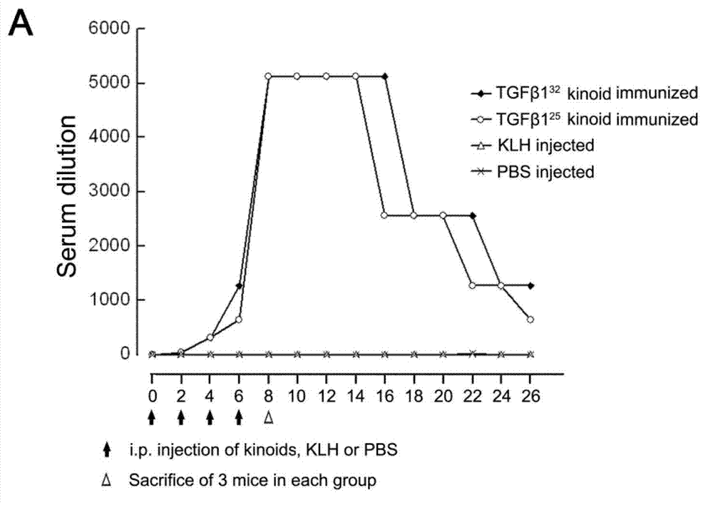 Synthetic peptide vaccine of B cell epitope based on TGF(transforming growth factor)-beta1 and application thereof