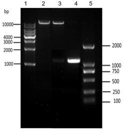 Acetyl coenzyme A acetyltransferase gene RKAcaT2 and application thereof