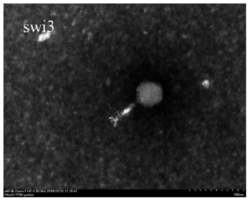 Escherichia coli bacteriophage vBE_coM_swi3 and application thereof