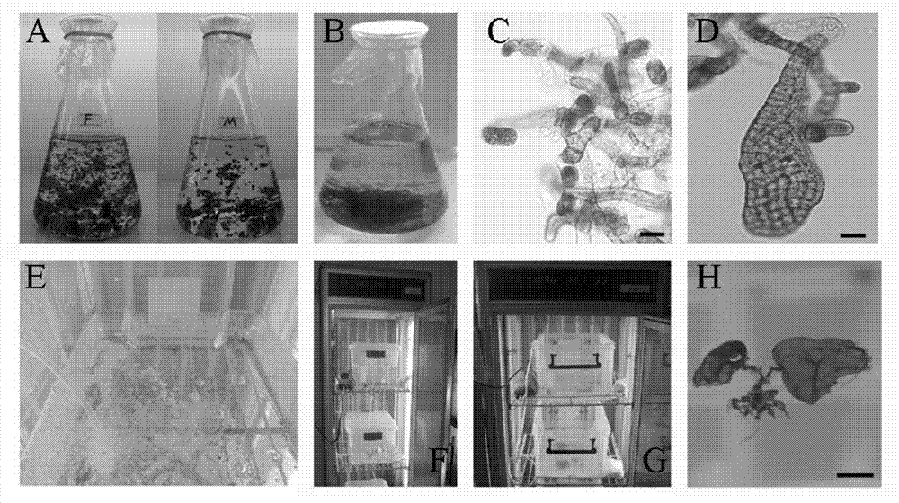 New method for culturing kelp seedlings in scale without substratum