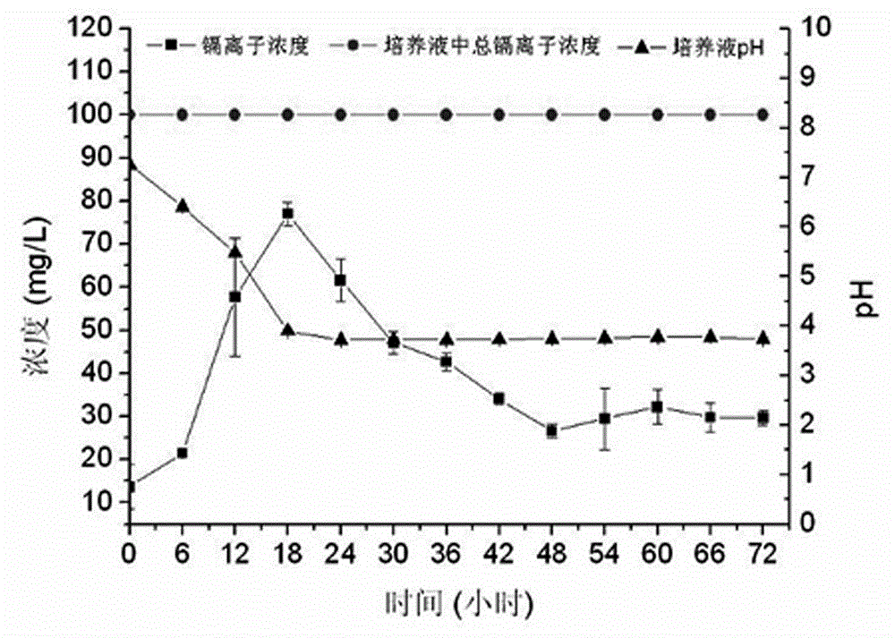 Enteric bacilli with fixing effect on cadmium capable of promoting plant growth and application of enteric bacilli