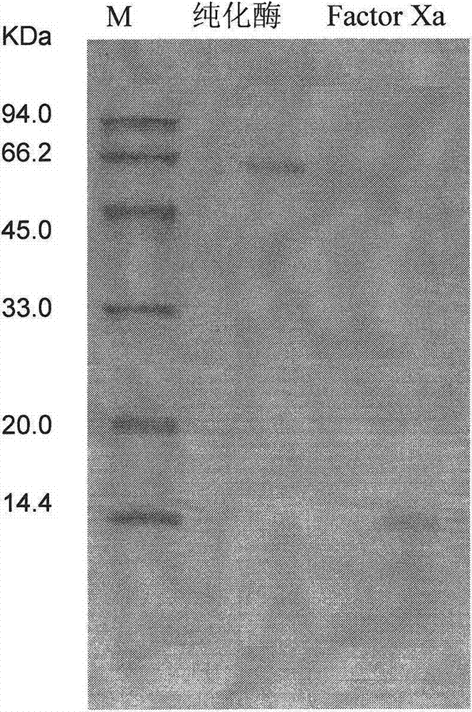 L-glutamate oxidase gene from Afghanistan streptomyces and application thereof