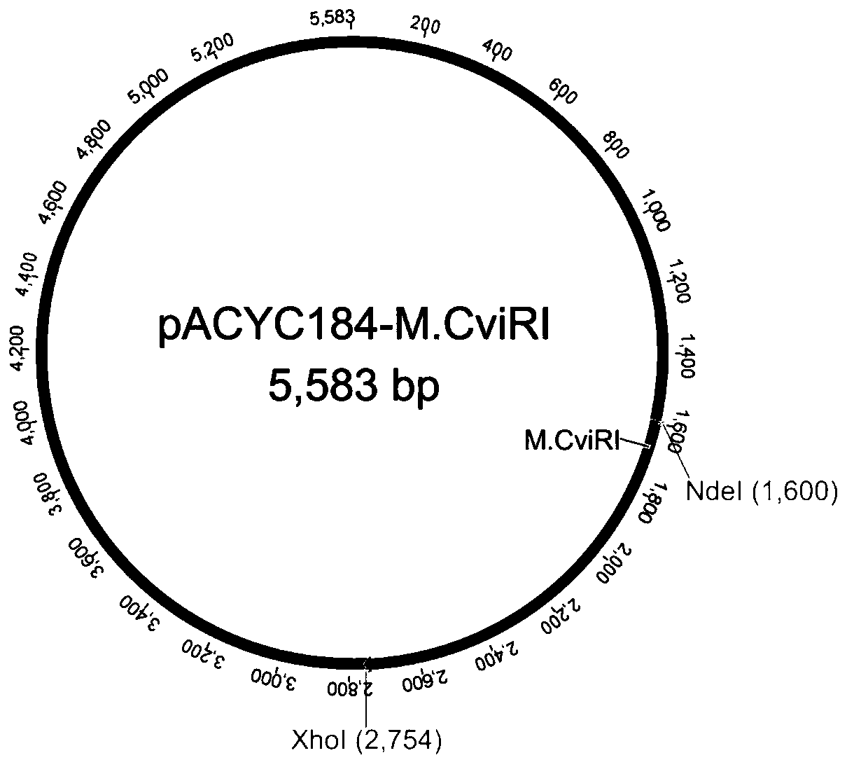 Screening method of methylated protective strain for expressing restriction enzyme ApaLI