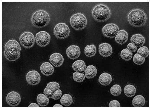 A kind of Streptomyces aflatoxin and bacterial agent and application thereof