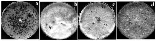 A kind of Streptomyces aflatoxin and bacterial agent and application thereof