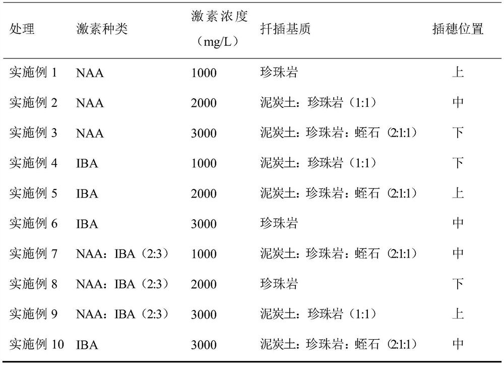 Efficient cutting propagation method for Chinese ilex