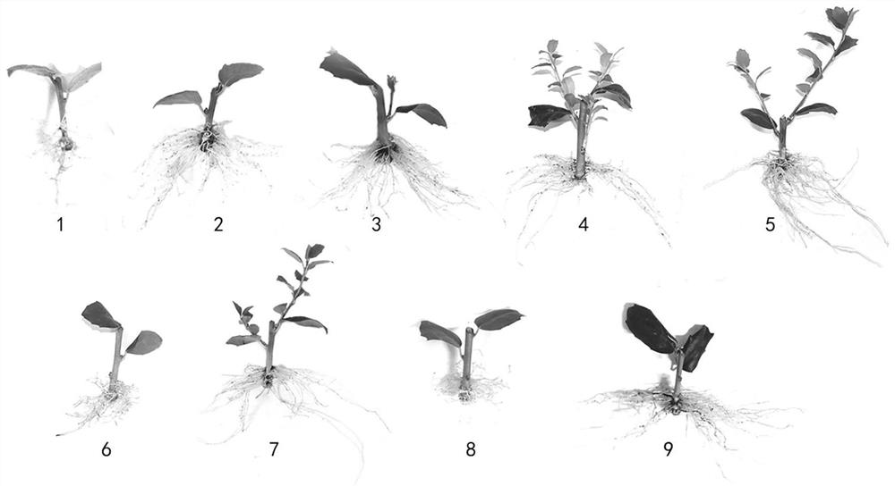 Efficient cutting propagation method for Chinese ilex