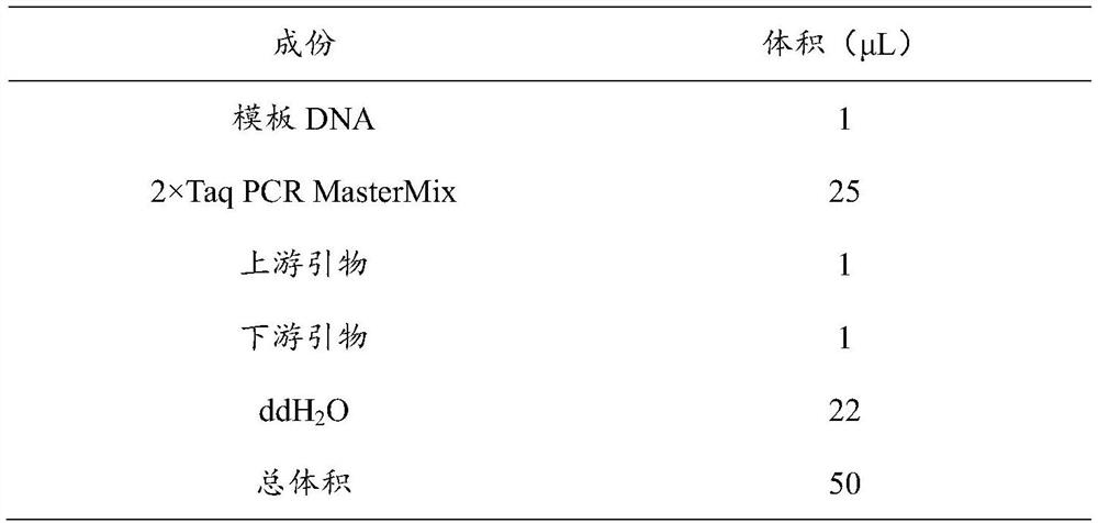 SNP molecular marker related to broiler chicken weight and shin length character, and application of SNP molecular marker