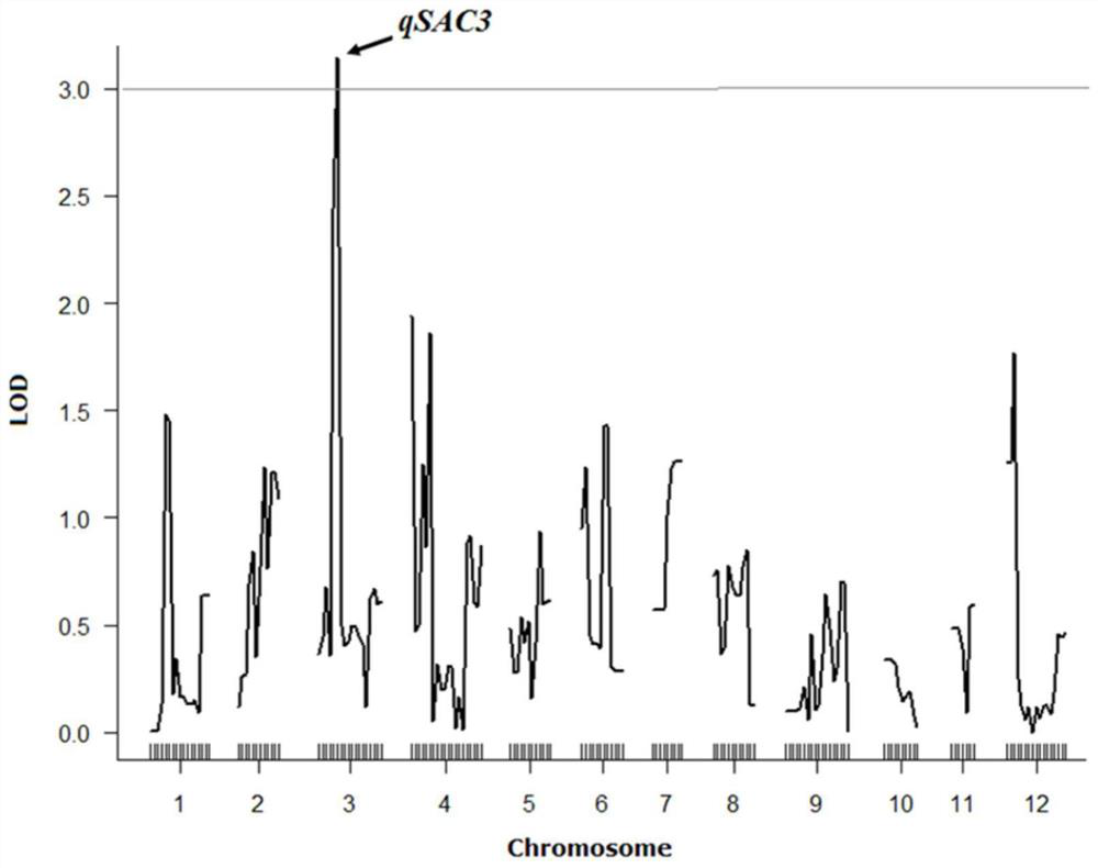 Genetic Identification and Marker-Assisted Breeding of Amylose Content Qtl Locus Qsac3 in Rice