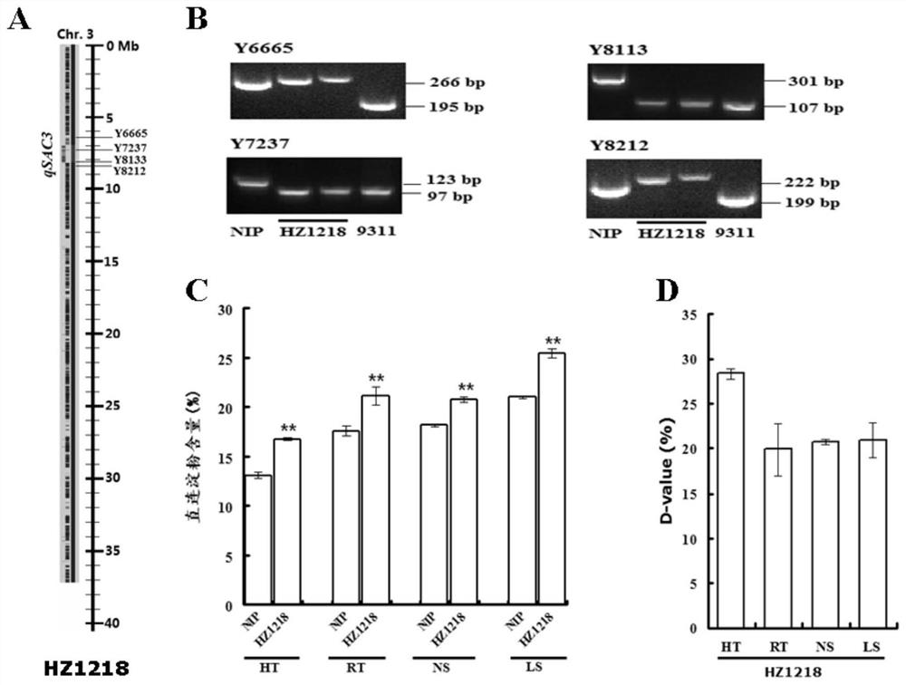 Genetic Identification and Marker-Assisted Breeding of Amylose Content Qtl Locus Qsac3 in Rice