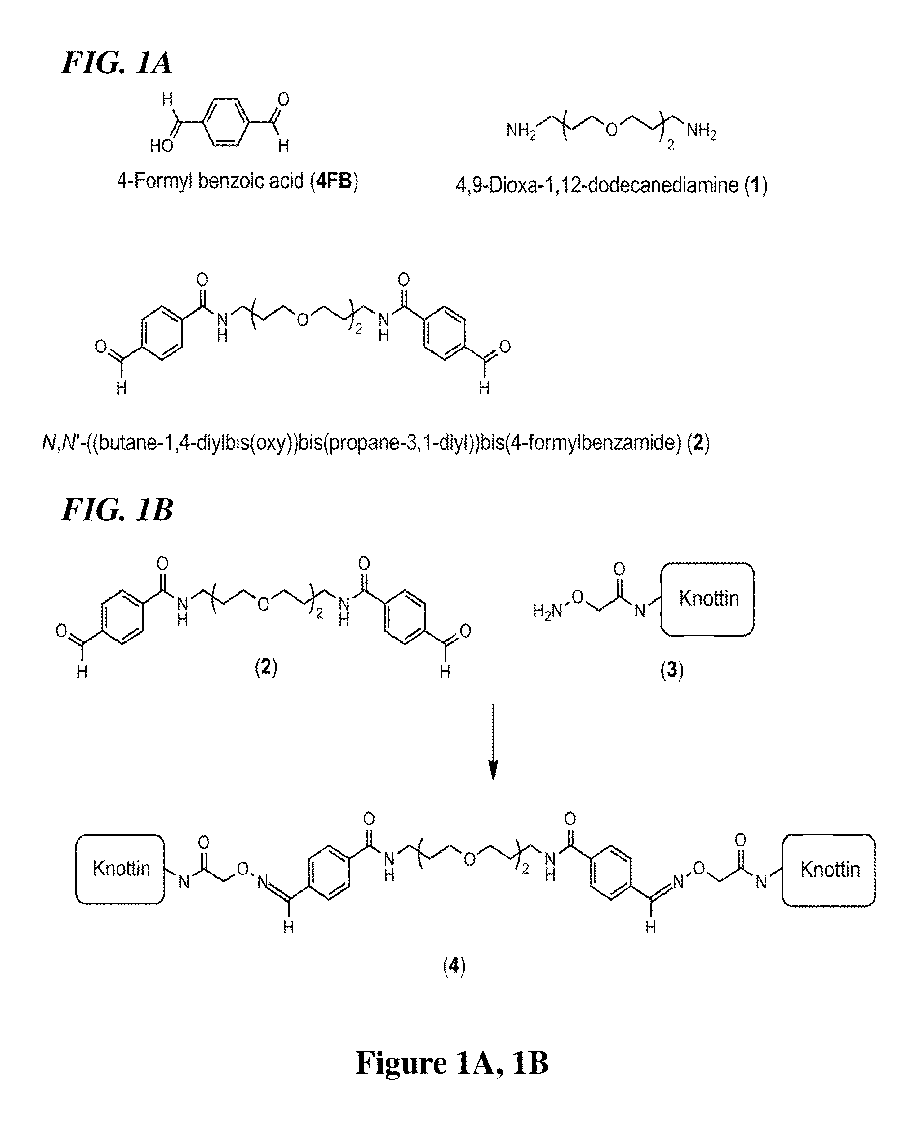 Conjugated knottin mini-proteins containing non-natural amino acids