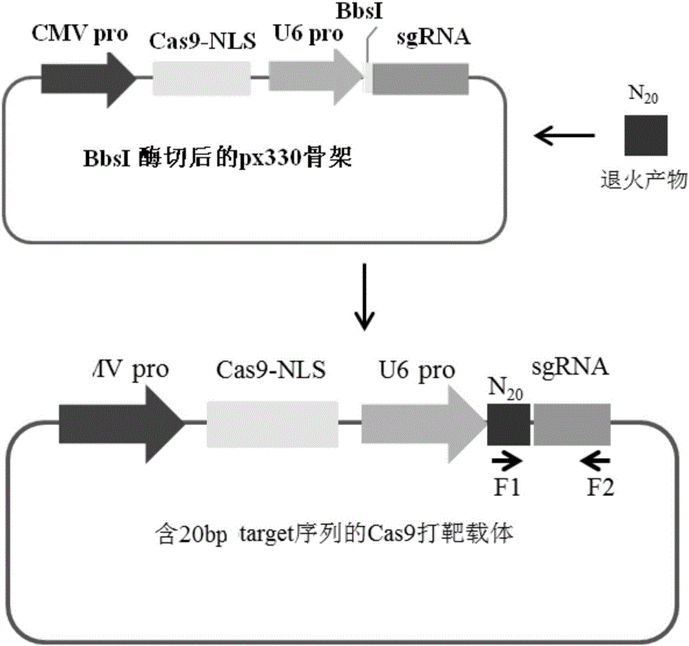 Overexpression porcine co-stimulatory 4-1BB vector and application thereof