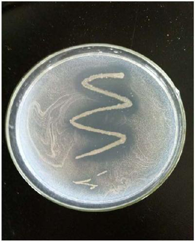 A kind of actinomycetes and application thereof for preventing and treating peanut diseases