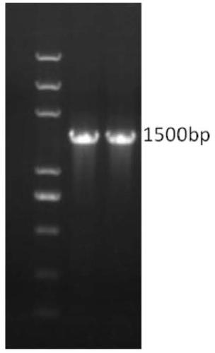 A kind of actinomycetes and application thereof for preventing and treating peanut diseases