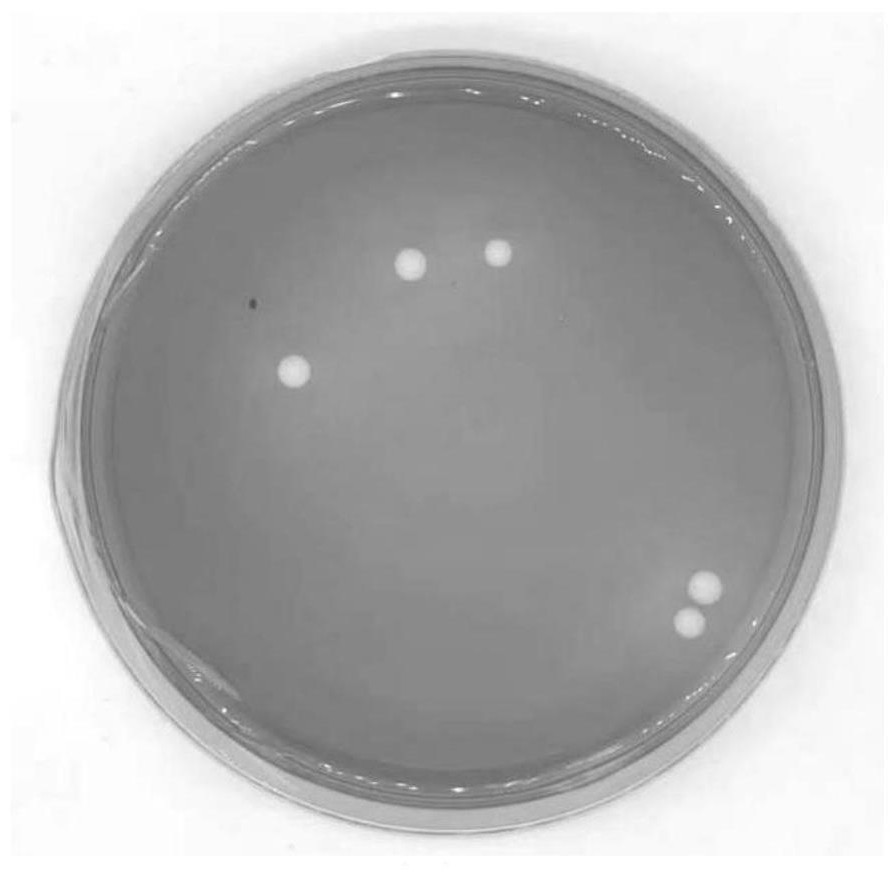 Two yeasts for promoting production of lactic acid and phenolic acid and application thereof in brewing process of dry white wine