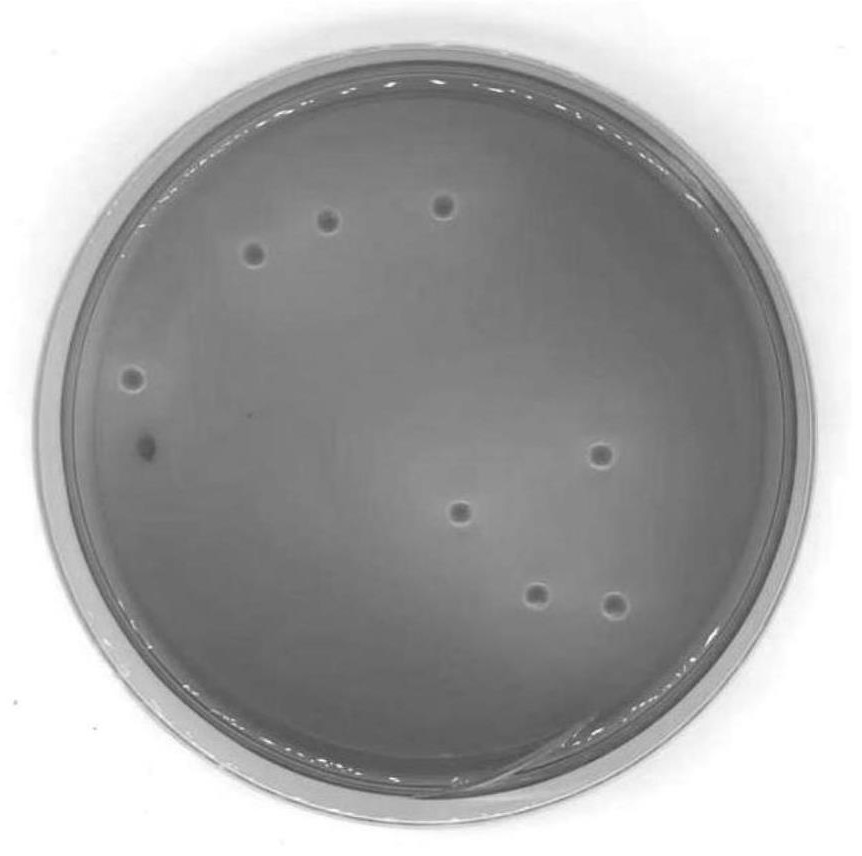 Two yeasts for promoting production of lactic acid and phenolic acid and application thereof in brewing process of dry white wine