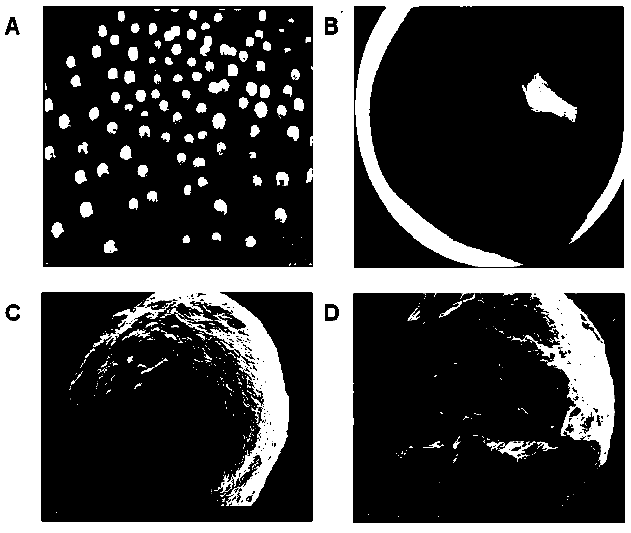 Gastric floating sustained-release pellets loaded with oxymatrine solid dispersion and preparation method thereof