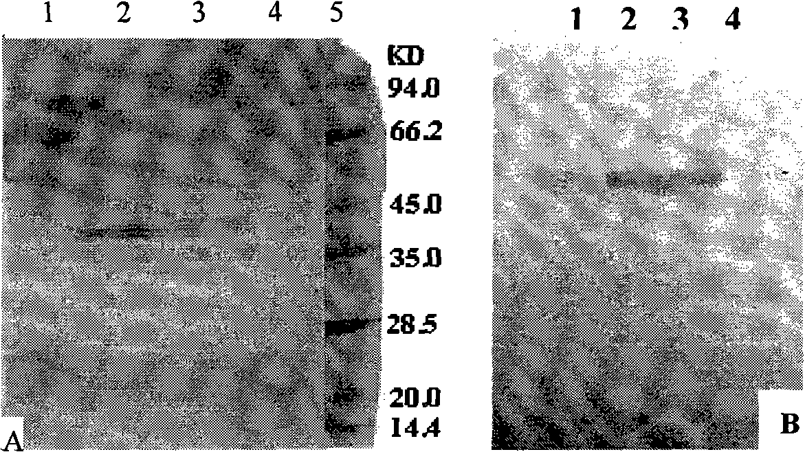 Non-virus non-structural protein foot-and-mouth disease vaccine and preparation thereof