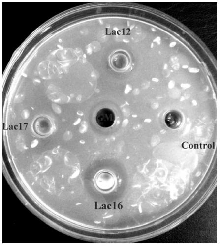 Lactobacillus plantarum for preventing chicken necrotizing enteritis and its application