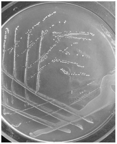 Lactobacillus plantarum for preventing chicken necrotizing enteritis and its application