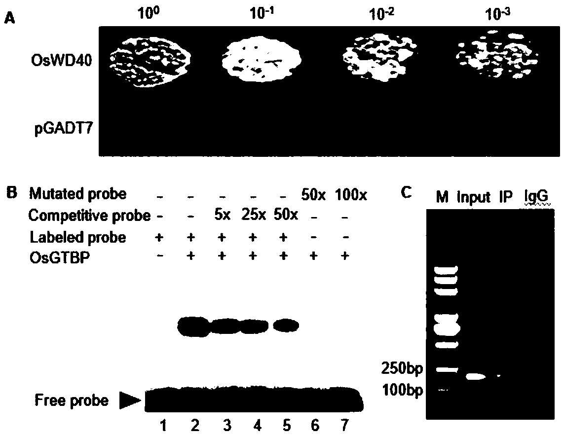 Rice transcription factor OsGTBP for regulation and control cis-type reaction element GT-1 and application thereof