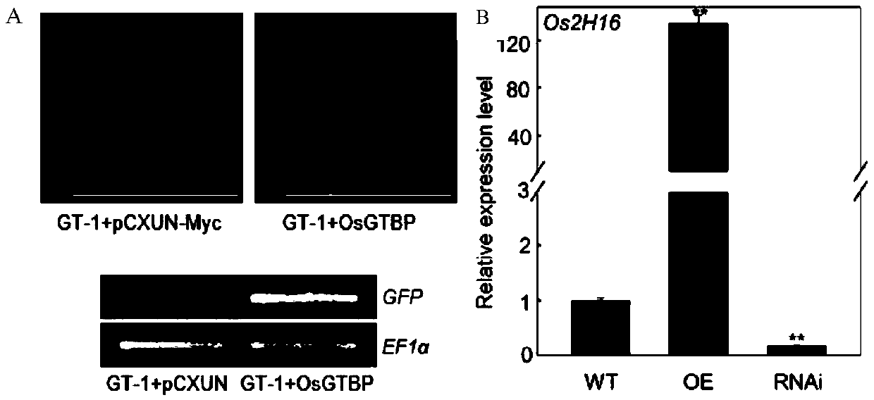 Rice transcription factor OsGTBP for regulation and control cis-type reaction element GT-1 and application thereof