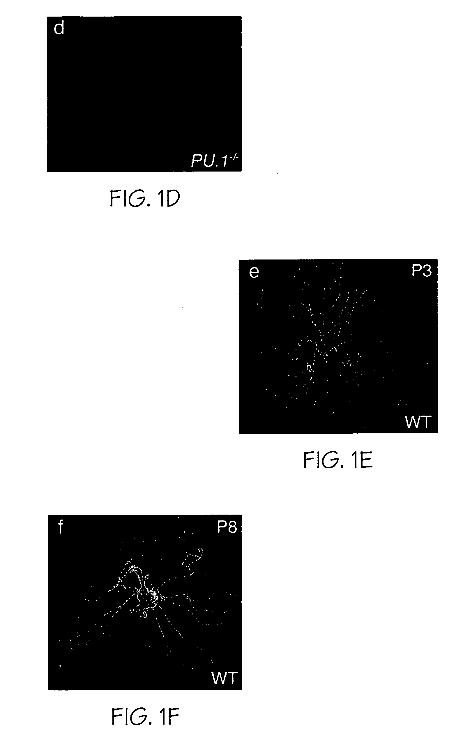 Compositions useful for and methods of modulating angiogenesis
