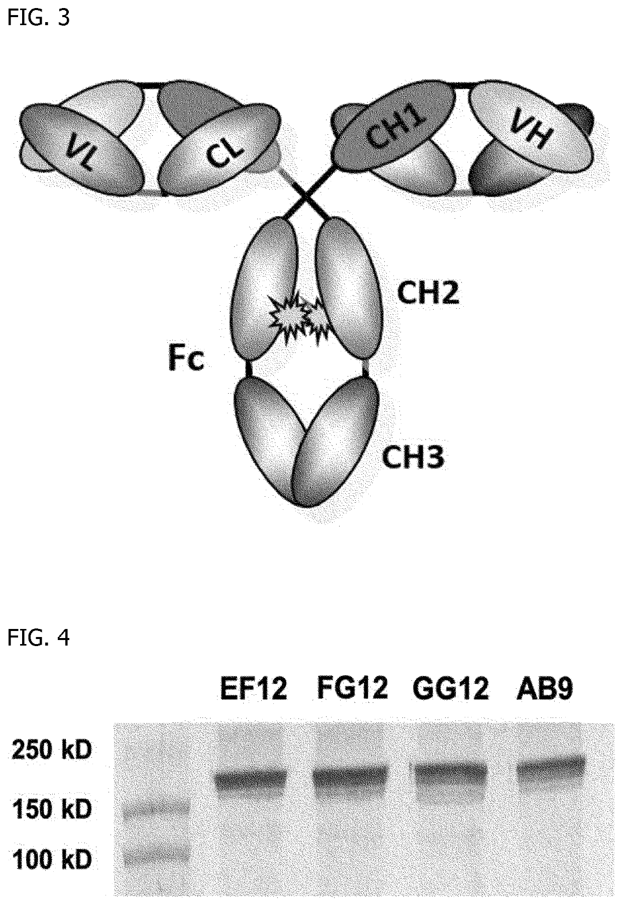Endothelin receptor type a activity regulating antibody