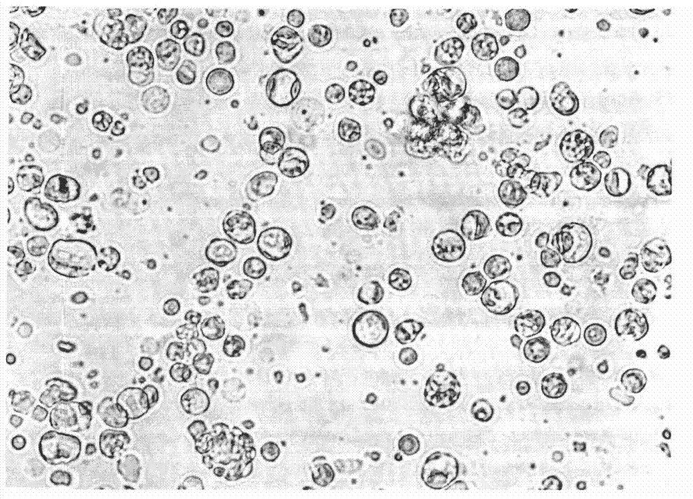 Suspension culture method for intestinal cells of stomachless lukewarm water fish