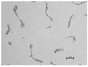 Bacillus velezensis as well as preparation method and application thereof