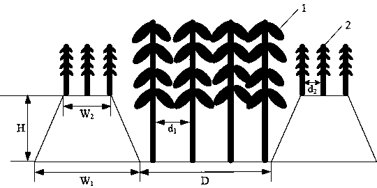 Three-dimensional planting method of pearl barley and elecampane