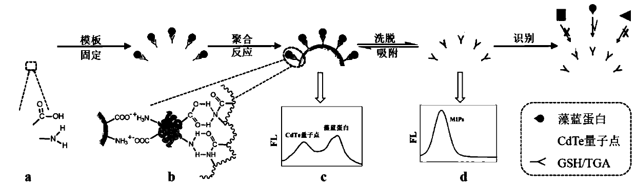 A temperature-sensitive western blot sensing microsphere based on quantum dots and its preparation method