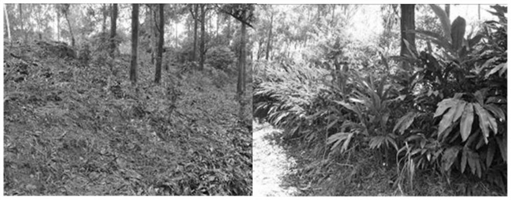 A Method for Rapid Carbon Sequestration Using Cardamom Understory