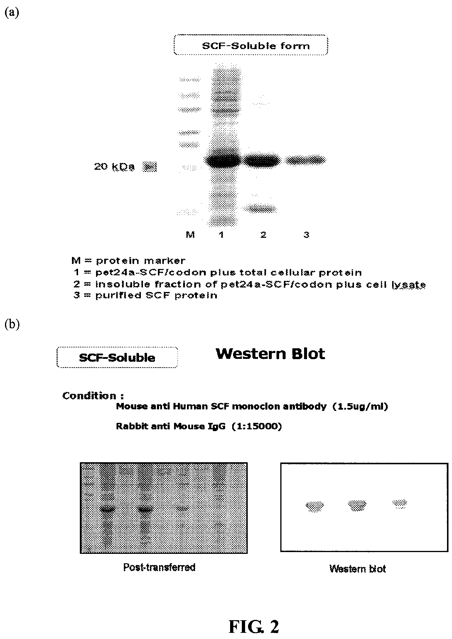 Compositions and methods for dual therapies of hair graying and balding in follicular delivery systems