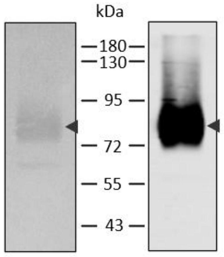 Phosphatidylinositol proteoglycan 3 nano antibody with outstanding thermal stability and preparation method thereof