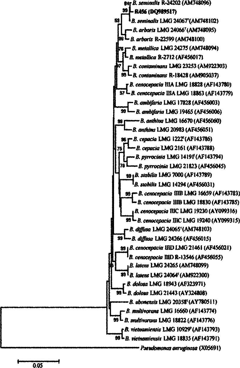 Rice rhizosphere burkholderia and application thereof in prevention and control of rice sheath blight disease