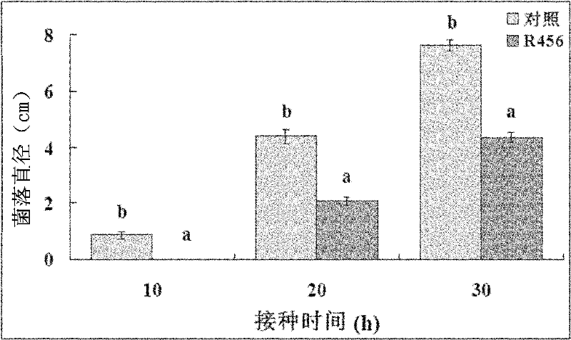 Rice rhizosphere burkholderia and application thereof in prevention and control of rice sheath blight disease