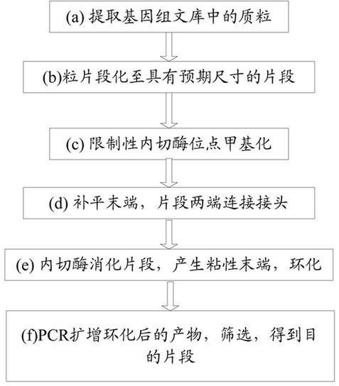Paired-end library construction method and method for sequencing genome by using library