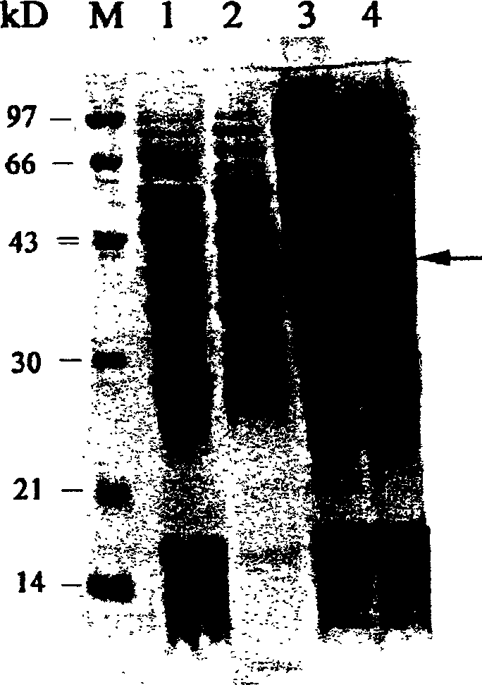 Yeast genetically engineered strain expressing hrp gene and constructing method thereof