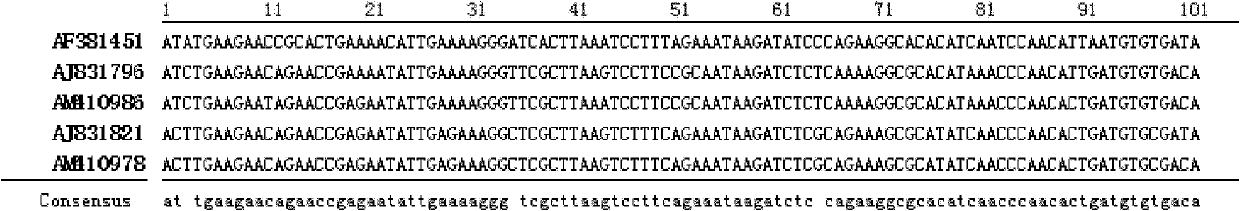 Plant virus inhibitory artificial miRNA (microRNA) and construction and application thereof