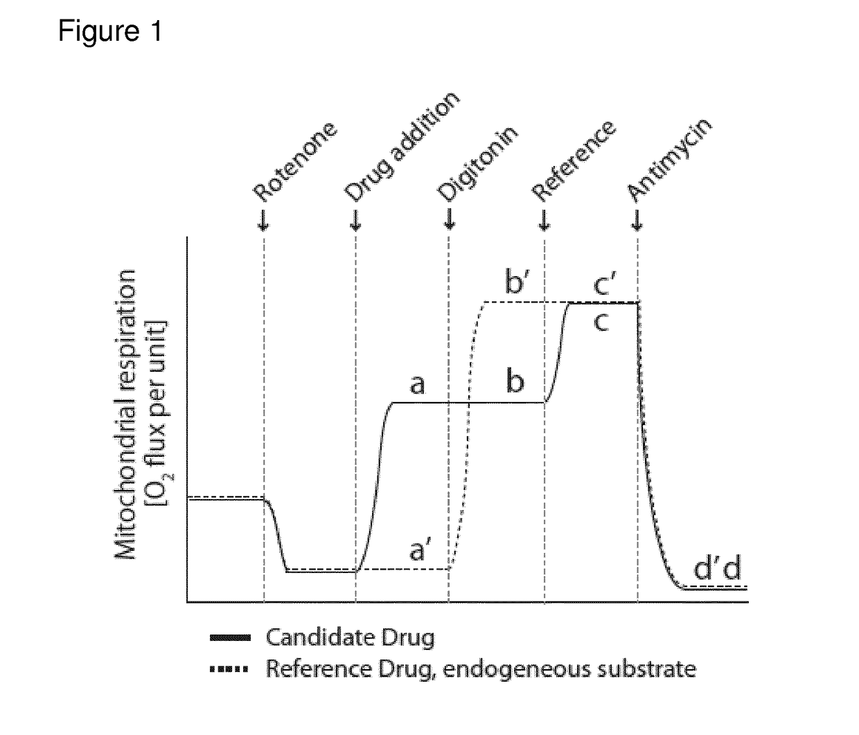 Prodrugs of Succinic Acid for Increasing ATP Production