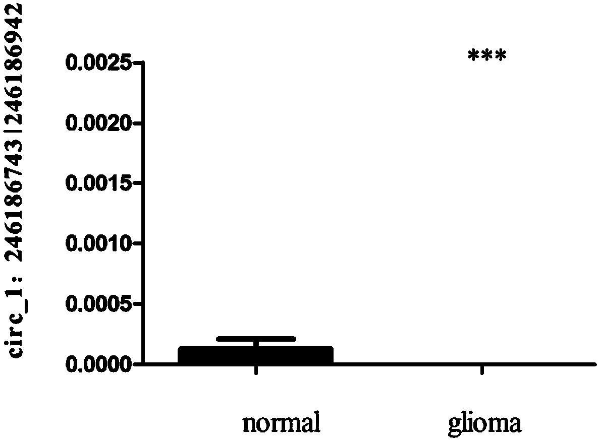 Glioma prognostic marker circ1:246186743|246186942 and application