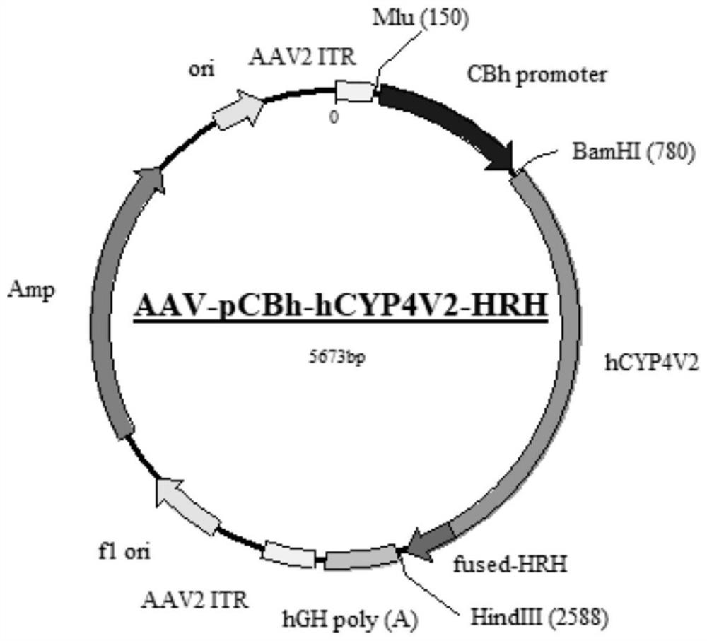 Gene carrier for treating or preventing crystalline retinitis pigmentosa and use thereof