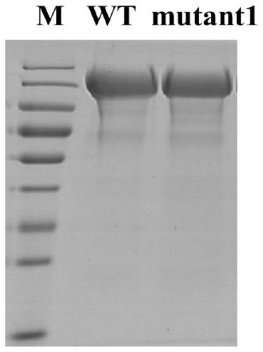 HIV mutant type surface glycoprotein and nanometer antigen and preparation method thereof