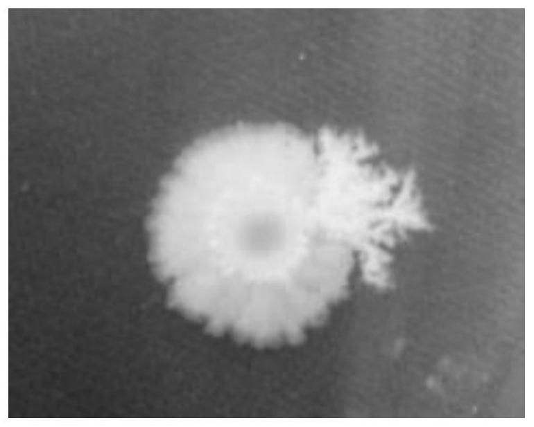 A kind of bacillus pumilus and its screening method, preparation method and application of bacterial agent