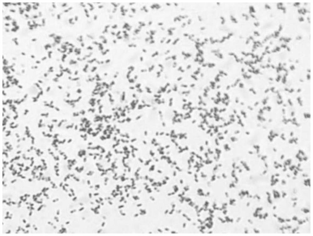 A kind of bacillus pumilus and its screening method, preparation method and application of bacterial agent