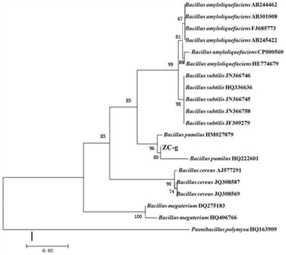 A kind of bacillus pumilus and its screening method, preparation method and application of bacterial agent