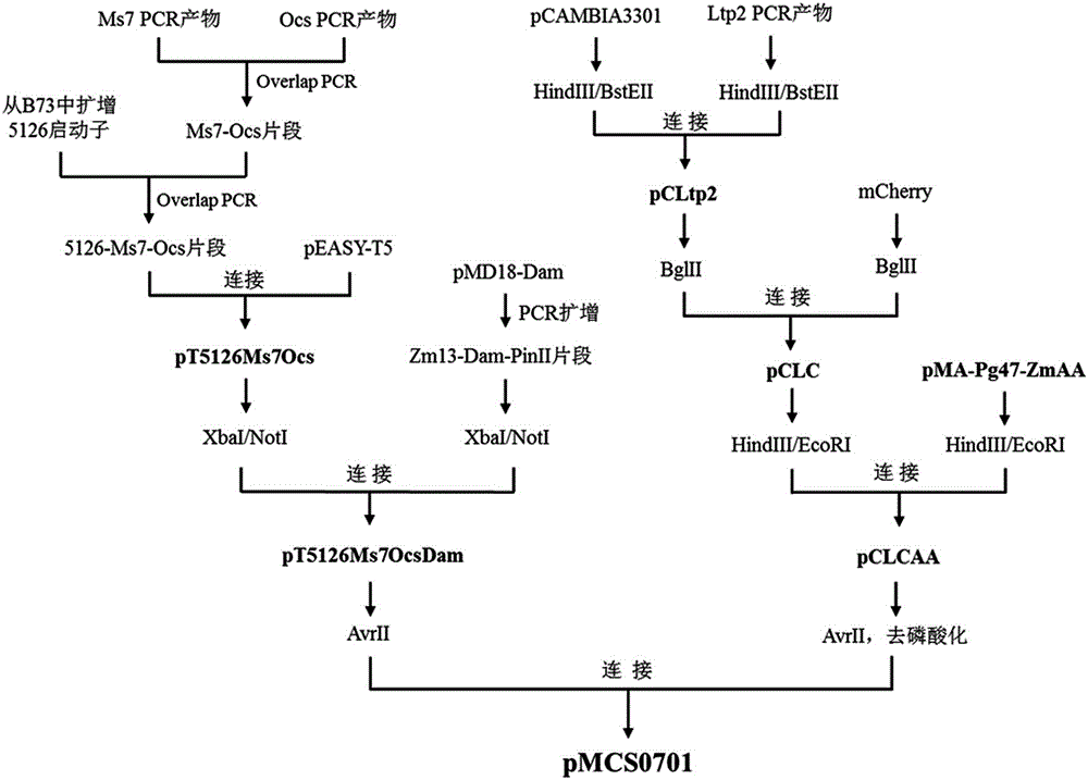 Multi-control sterility expression vector constructed on basis of Ms7 gene and method for using multi-control sterility expression vector for keeping and reproducing corn recessive genic male sterile lines