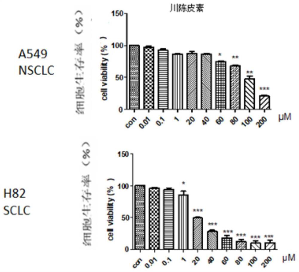 Inhibition effect of nobiletin as BH3 mimetic drug on small cell lung cancer and synergistic effect of nobiletin and histone deacetylase inhibitor